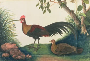 Geflügel, aus Zeichnungen von Vögeln aus Malakka, ca. 1805-18